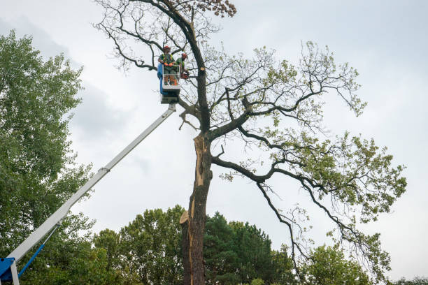 How Our Tree Care Process Works  in  Silver Spring, MD