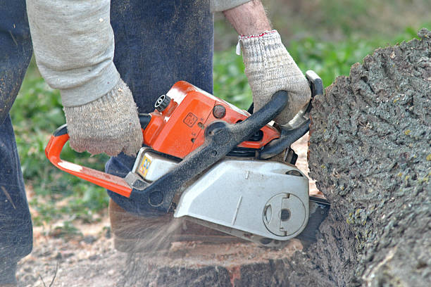 Best Tree Risk Assessment  in Silver Spring, MD